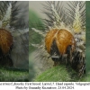 mel triv fascelis larva7 volg12